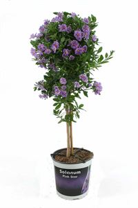 Afbeelding van KP19 Solanum  stam "Actie" rantonetti Pink star